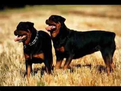 Top 5 killer dogs - YouTube