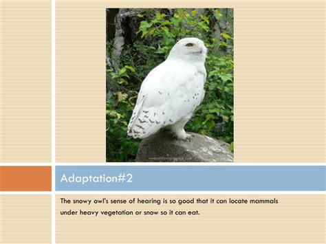 PPT - THE SNOWY OWL PowerPoint Presentation - ID:2530638