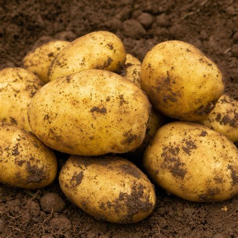 First Early Potatoes | First Early Seed Potatoes | New Potatoes Varieties