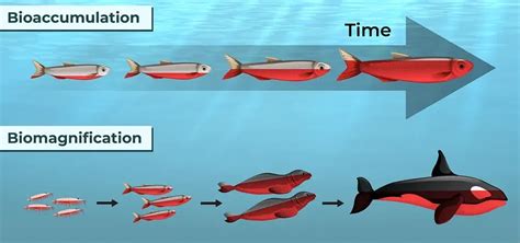 Biomagnification Meaning - Causes and Examples of Biomagnification ...