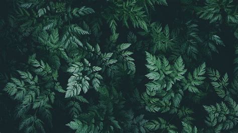 Leaves, green, dark, plant. Green nature , Nature , Dark green ...