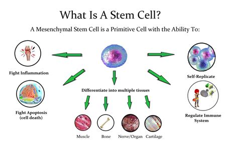 WHAT IS STEM CELL THERAPY?•