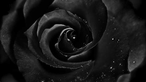 Black Roses Desktop Wallpapers - Wallpaper Cave