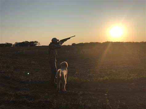 Dove Hunting Tips for the Beginner | Feed Bandit