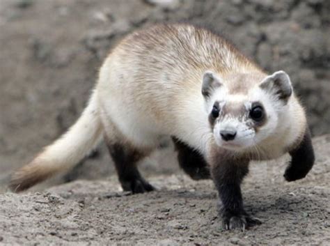 Black-Footed Ferret Conservation | Gamble English 15