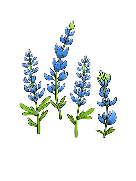 Bluebonnet Digital Drawing set of 3 on 4x6 Spaces - Etsy