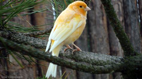 canary bird yellow hd widescreen wallpaper / birds backgrounds