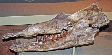 Rodhocetus (fossil whale) (Middle Eocene; Pakistan) 3 | Flickr