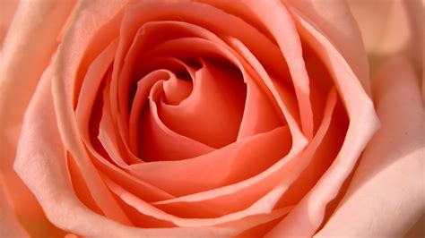 Rose HDTV 1080p Wallpapers | HD Wallpapers | ID #5685