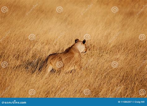 Lion Hunting Royalty Free Stock Photography - Image: 11586207