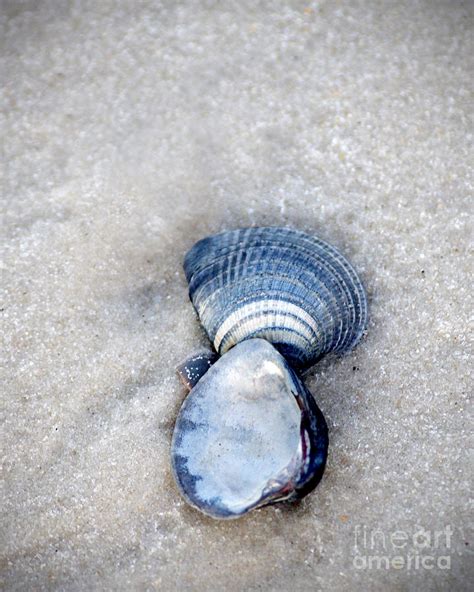 Blue Seashells Photograph by Liz Masoner