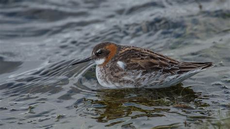 Red-necked Phalarope (male) | Southwest Iceland | Tris Enticknap | Flickr