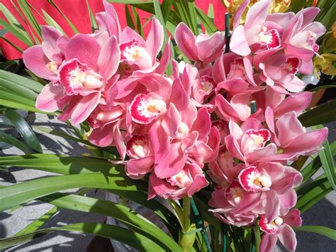 These ground orchids nearly made me drool! They were absolutely GORGEOUS! LUVed the soft pink ...