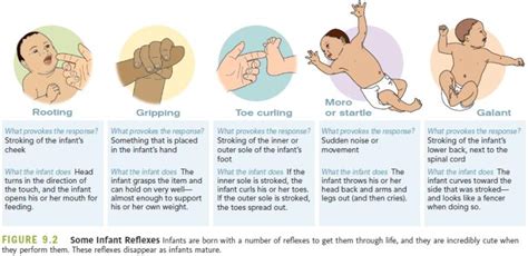 Physical Development in Infancy & Toddlerhood – Child Growth and Development Canadian Ed