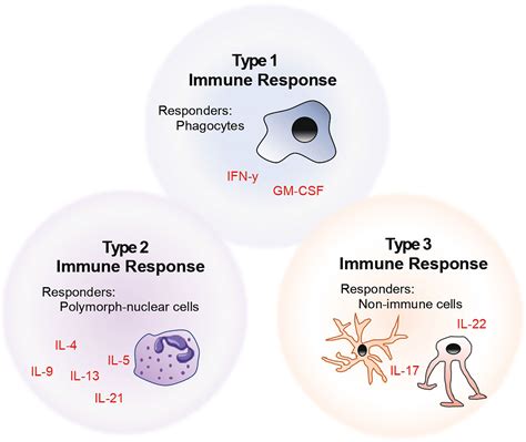 Frontiers | TH Cells and Cytokines in Encephalitogenic Disorders | Immunology