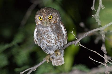 Elf Owl Facts | Elf Owl Diet and Habitat