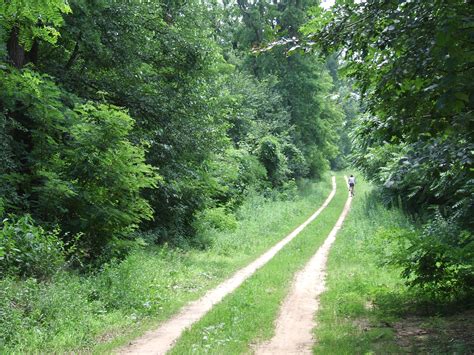 File:Sóstó forest path.jpg - Wikimedia Commons