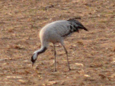 Utah Bird Records Committee - Sighting Record