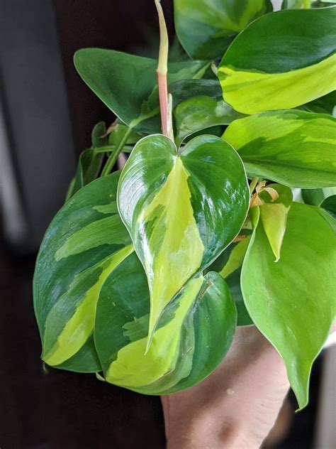 Heart Leaf Philodendron Care: Brasil Philodendron and Propagation Tips ...