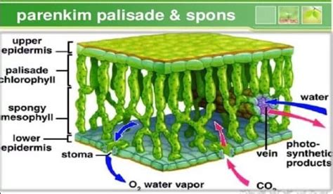 √Fungsi Jaringan Parenkim Pada Tumbuhan (LENGKAP)