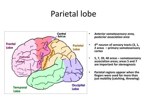 PPT - Parietal lobe PowerPoint Presentation, free download - ID:2194308