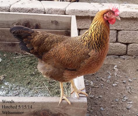 Welsummer | Chicken breeds, Chickens backyard, Pet chickens