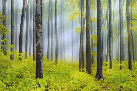 Spring Sunbeams in a Foggy Forest - HD Wallpaper