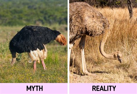 12 Myths About Animals That Many of Us Still Believe In / 5-Minute Crafts