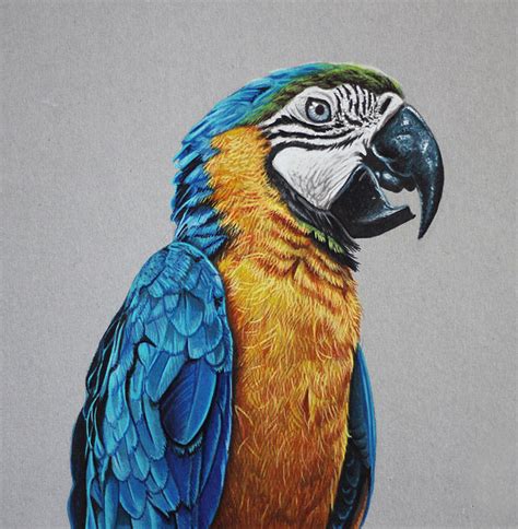 Realistic Bird Drawing at GetDrawings | Free download