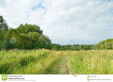 Sunny Landscape in the Forest. Stock Photo - Image of rural, footpath ...