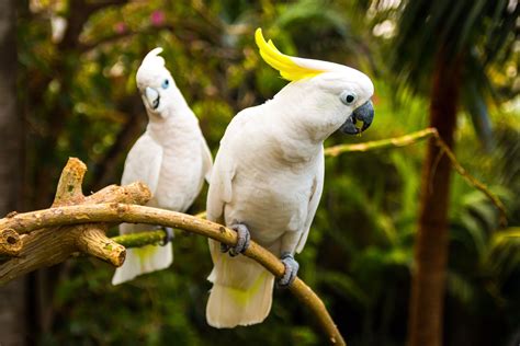 Surprised by the beauty of the Golden Crested Parrot - a bird that is ...