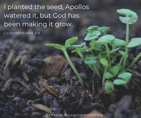 I planted the seed, Apollos watered it, but God has been making it grow. | The Encouraging Mom Blog