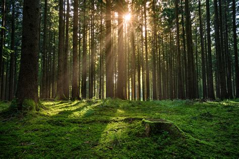 Forest Sunrise Free Photo Download | FreeImages