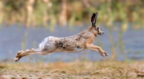 13 Easy Tips To Keep Rabbits Out Of Your Swimming Pool - Pest Pointers