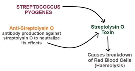 ASO (Antistreptolysin O) Titre Blood Test | Microbiology