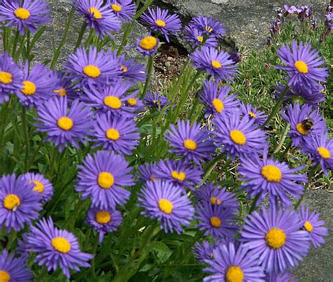 Aster Alpine Blue Aster Alpinus Seeds