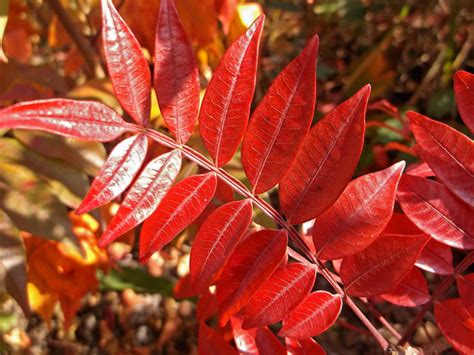 The Charms of Winged Sumac | Sustaining Beauty