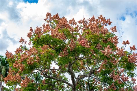 How to Grow and Care for Chinese Flame Tree