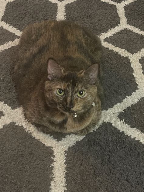 The names chonk. Chonk b loafin. : r/cat