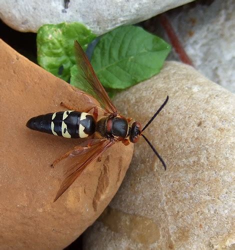 Cicada Killer Wasps (Genus Sphecius) · iNaturalist.org