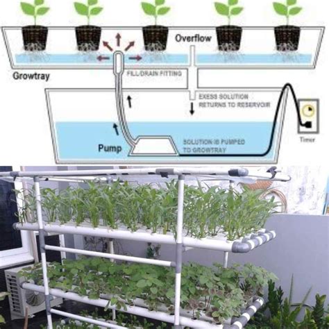 Ebb and Flow Hydroponics, Advantages, Disadvantages | Agri Farming