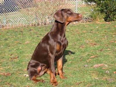 DOBERMAN PINSCHER PHOTO ALBUM | Red doberman pinscher, Doberman pinscher puppy, Doberman ...