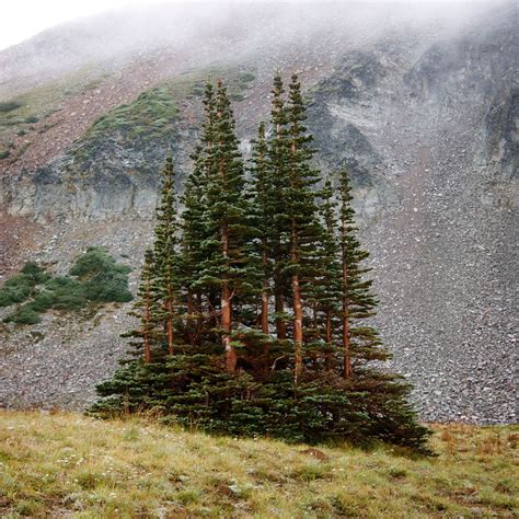 Native Trees of the Pacific Northwest: A Geographic Guide Simple Tree ...