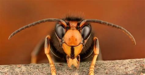 'Look out' warning after killer Asian hornets sting ten people in UK ...