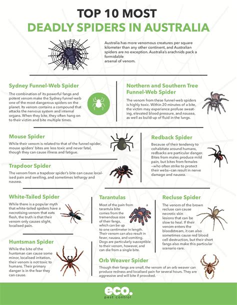 Top 10 Most Deadly Spiders in Australia [Infographic]