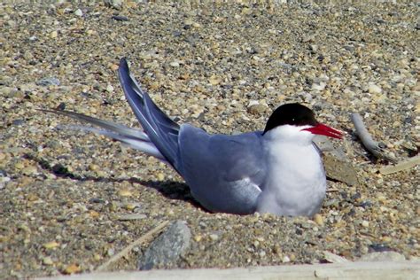 Mandrake Birding: Arctic Tern