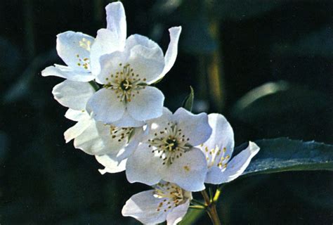 Syringa - Idaho's State Flower | Idaho Harvester