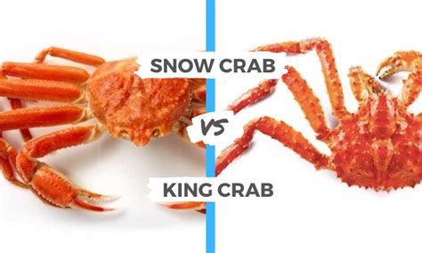 Snow Crab vs King Crab | Surf's Up Magazine