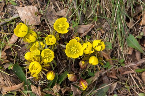 How to Grow Eranthis in Your Garden - The Habitat