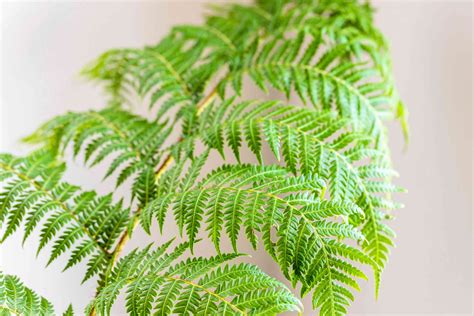 Australian Tree Fern: Plant Care & Growing Guide